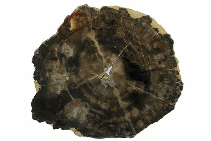 Triassic Petrified Wood (Conifer) Round - Utah #184762